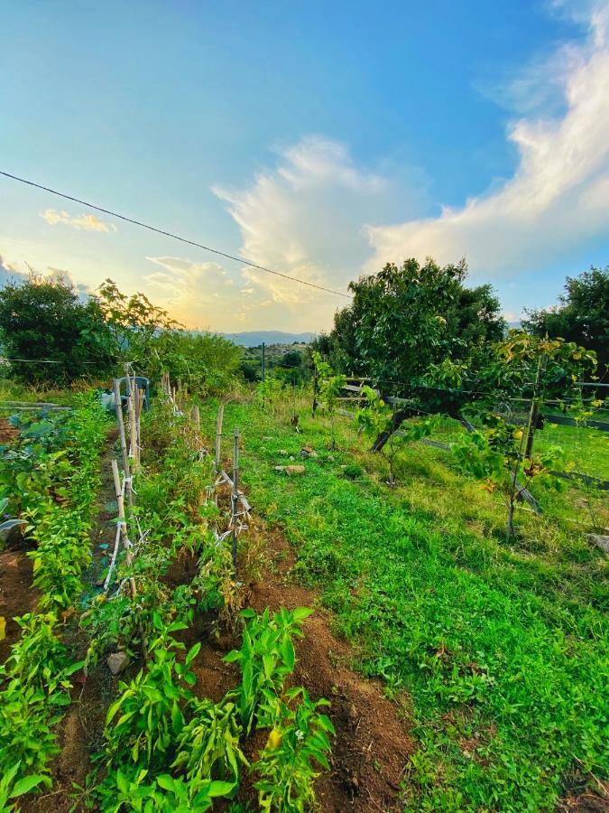 Locanda Tipica Sa Corte Oliena Εξωτερικό φωτογραφία